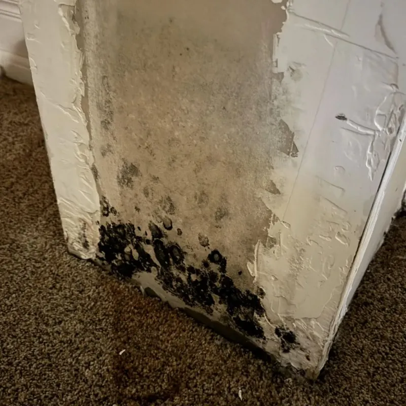 Professional Mold Removal in Taylor County, WV